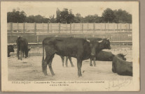 Besançon - Courses de taureaux. Les taureaux en liberté dans l'Arène. [image fixe] , 1897/1903