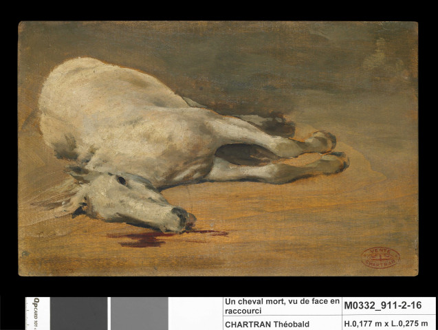 Cheval mort, vu de face en raccourci