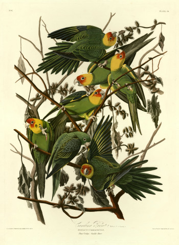 The birds of America from original drawings / John-James Audubon