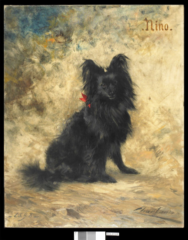 Nino, portrait de chien