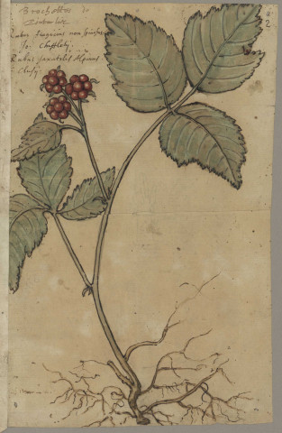 Ms 1369 - « Hortus florum agri Sequanici »