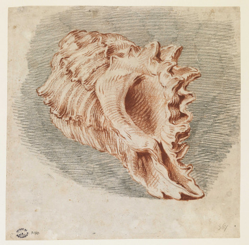 Etude de coquillage (Murex anguliferus)