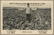 [Carte publicitaire sur les effets du nitrate de chaux sur bettraves à sucre]. [image fixe] , 1904/1937