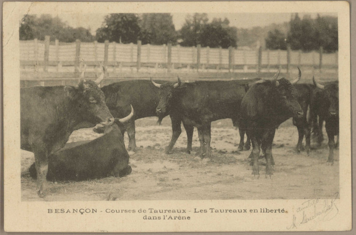 Besançon - Courses de taureaux. Les taureaux en liberté dans l'Arène. [image fixe] , 1897/1903