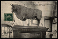 Besançon - Musée de Besançon - Taureau à trois cornes découvert à Avrigney (Haute-Saône). [image fixe] , 1904/1930